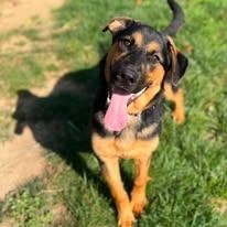 26-01090 BEASLEY, adopted, Young Male Shepherd.