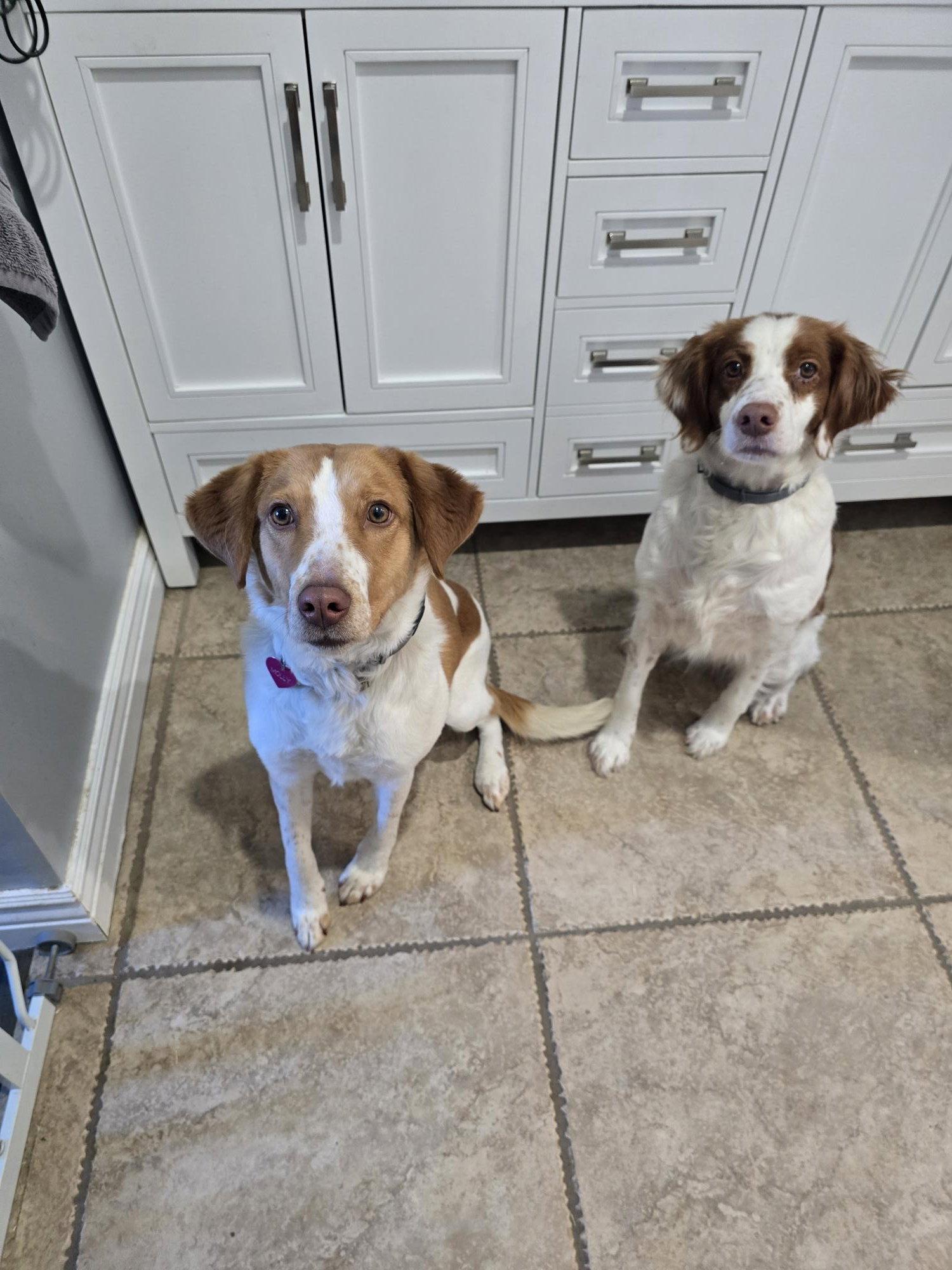 PA/(Pending Adoption) Molly, Adopted, Young Female Brittany Spaniel.