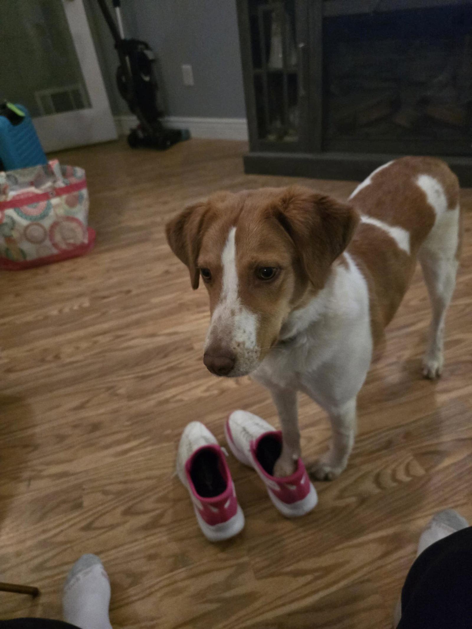 PA/(Pending Adoption) Molly, a Adopted Brittany Spaniel in Baldwinsville, NY image 2/3