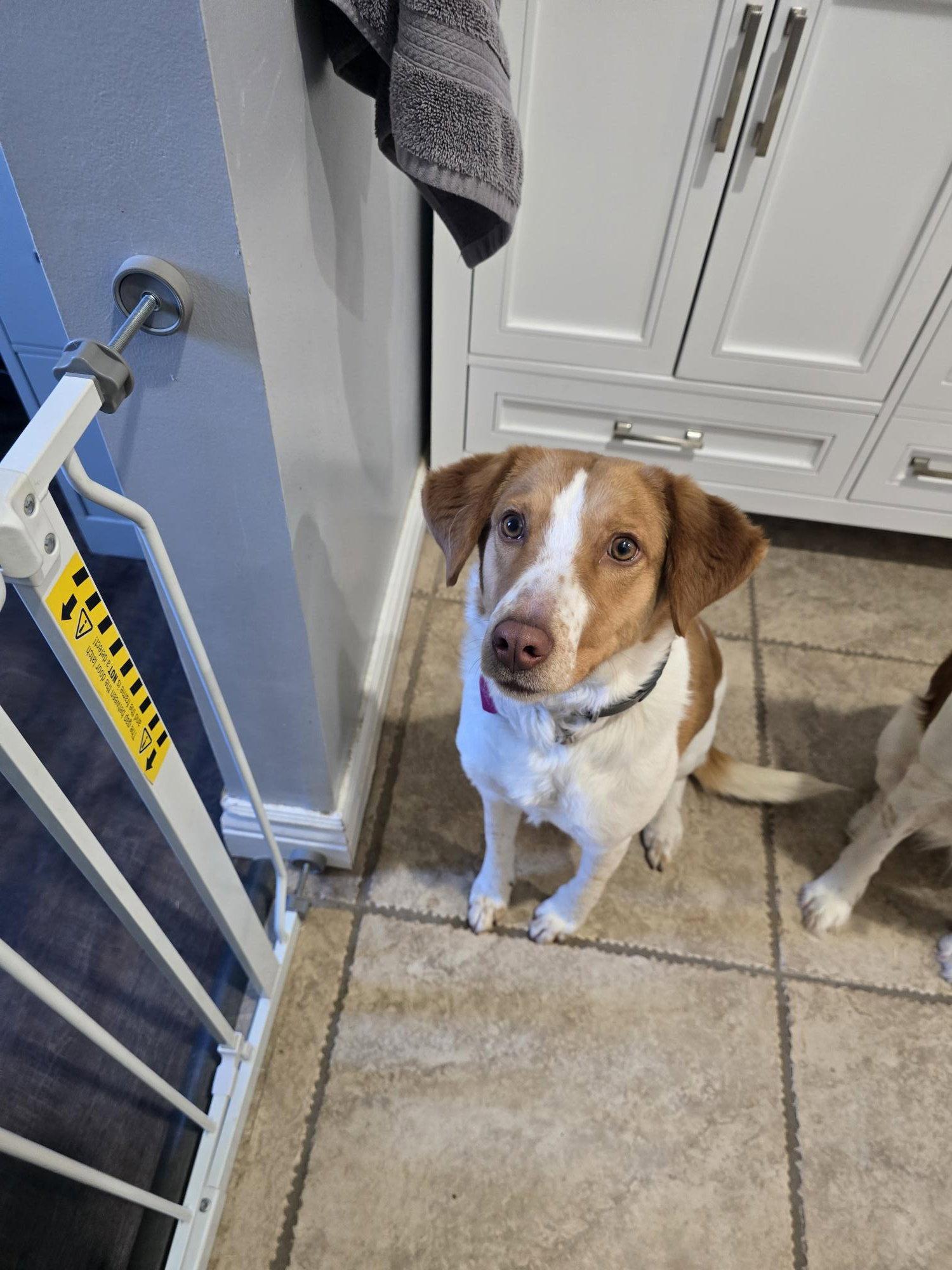 PA/(Pending Adoption) Molly, a Adopted Brittany Spaniel in Baldwinsville, NY image 3/3