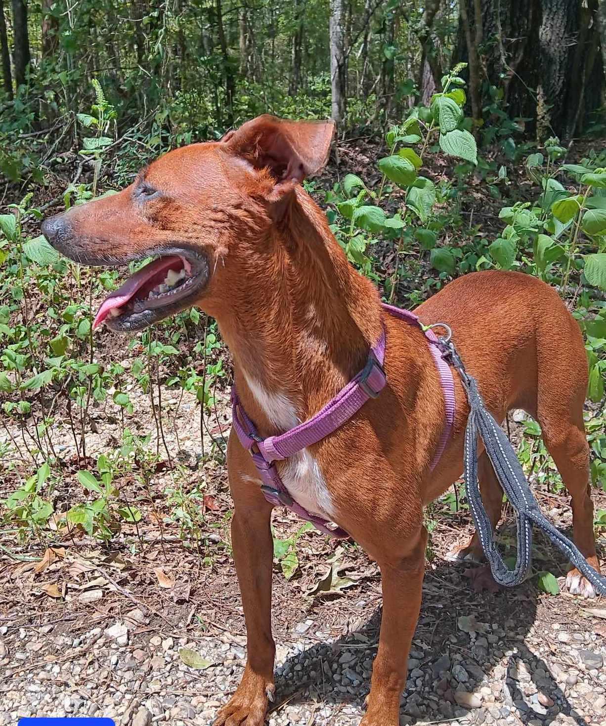 Otis, Adoptable, Adult Male Mixed Breed.
