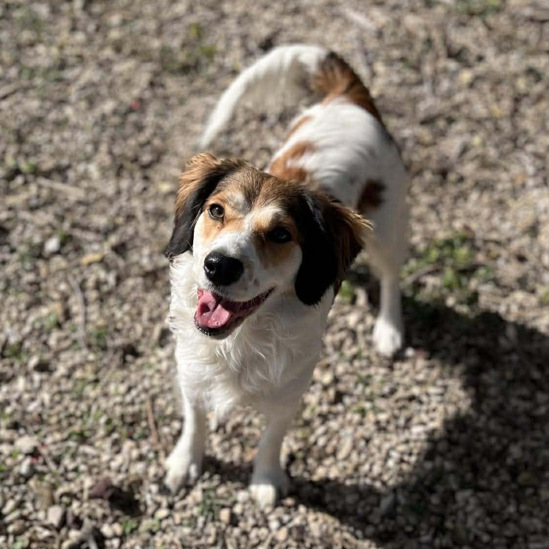 Enlarge Tilly, a ADOPTABLE mixed breed image 1/1