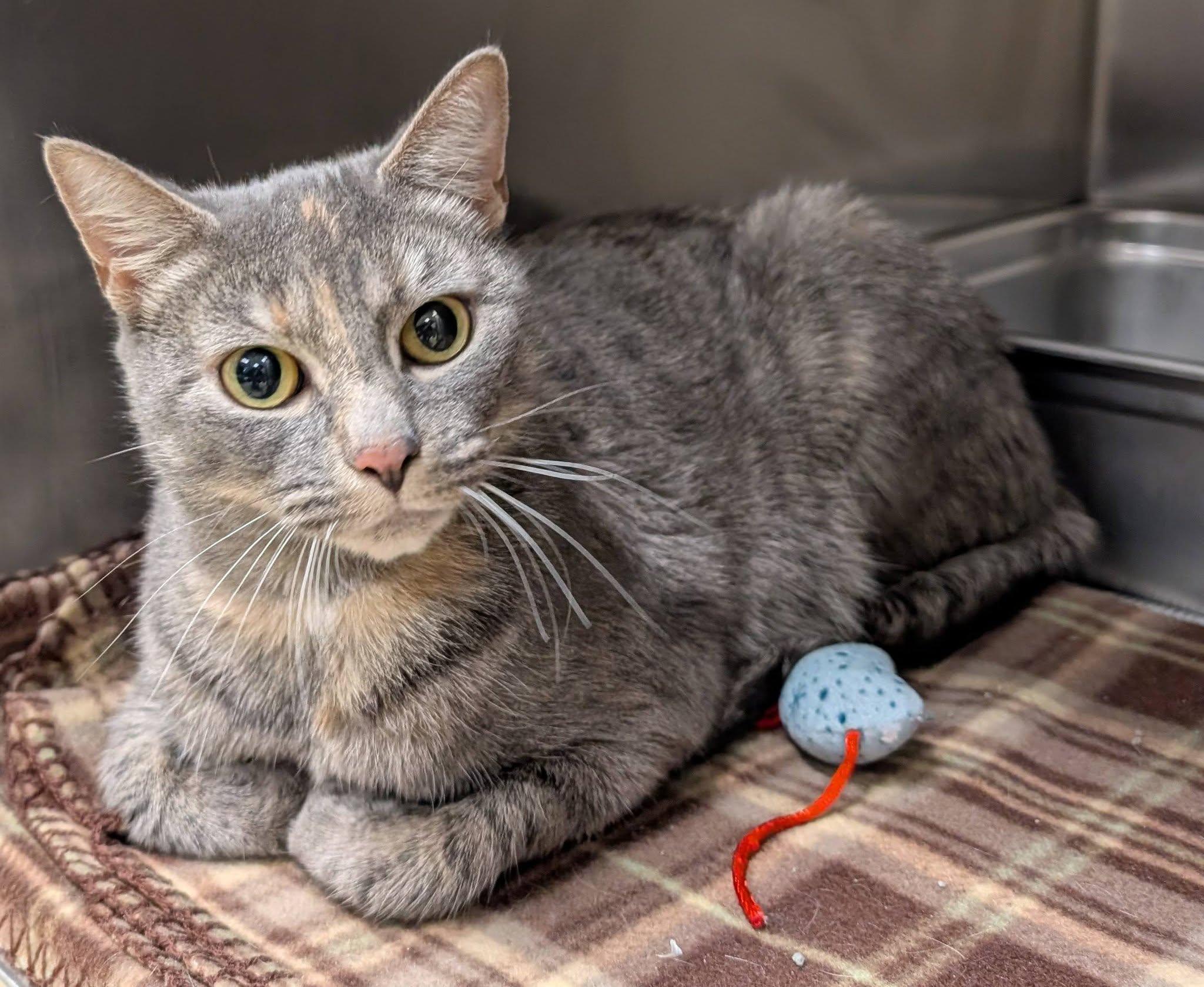 Enlarge Granada , a ADOPTABLE Domestic Short Hair in Clayton, NJ image 1/1