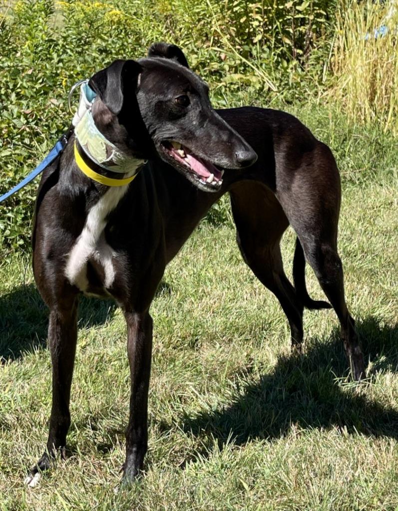 Violet, Adoptable, Adult Female Greyhound.