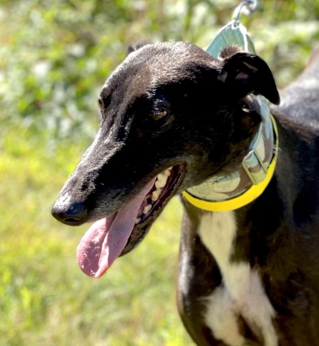 Enlarge Violet, a Adoptable Greyhound in Hopkinton, MA image 2/2
