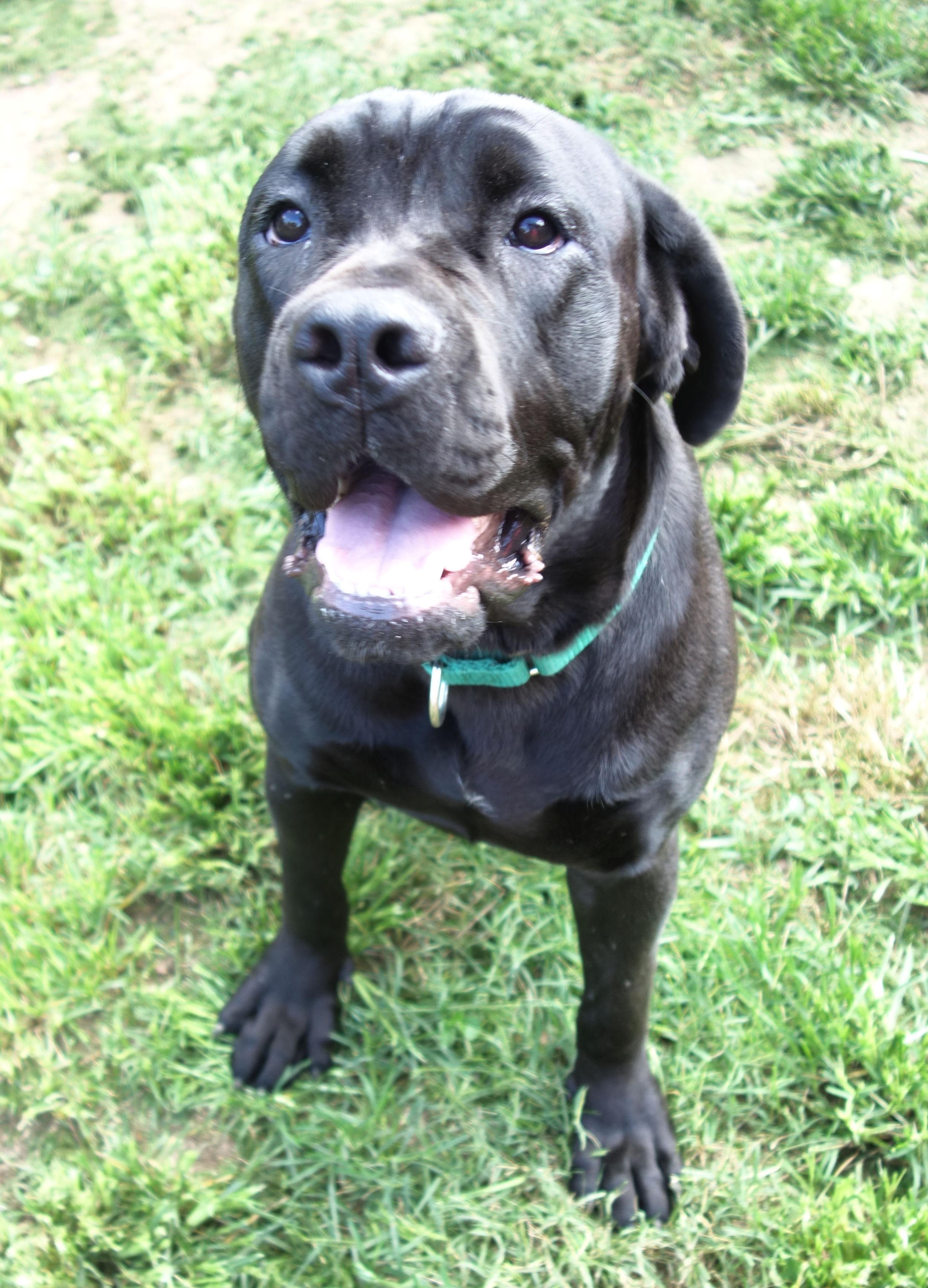 Lemon, Adopted, Young Female Cane Corso.