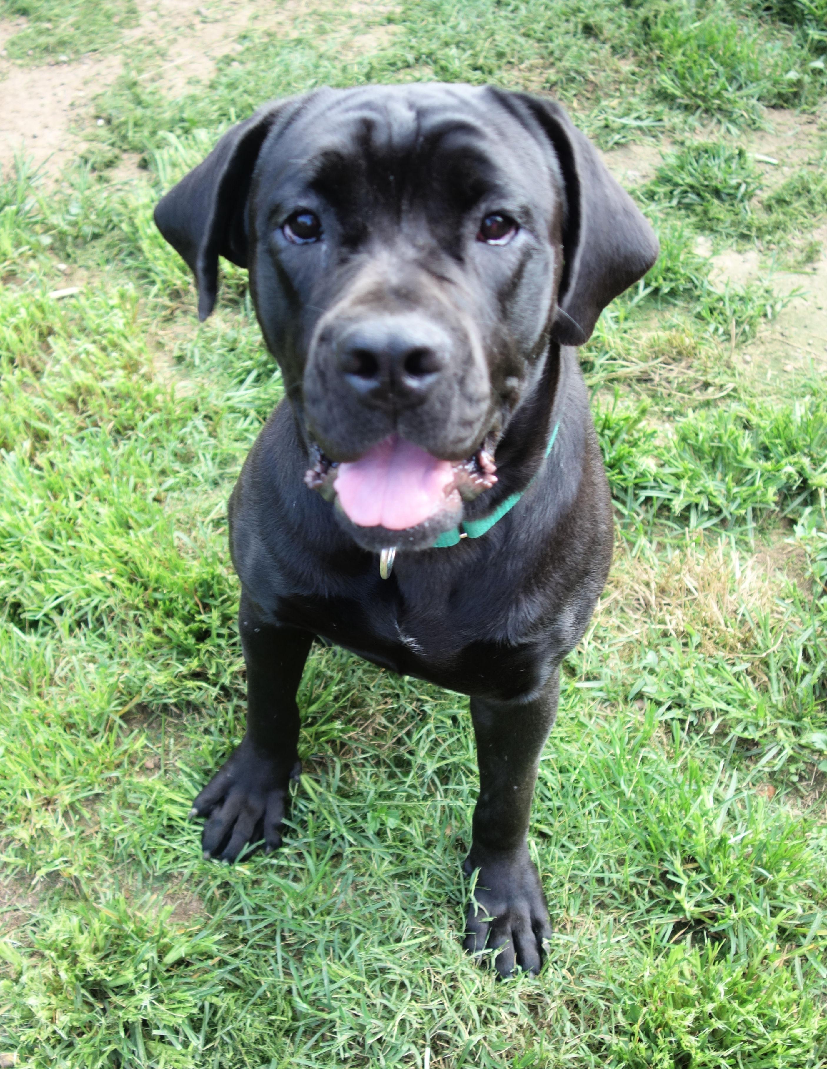 Enlarge Lemon, a Adopted Cane Corso in Norwood, GA image 3/6