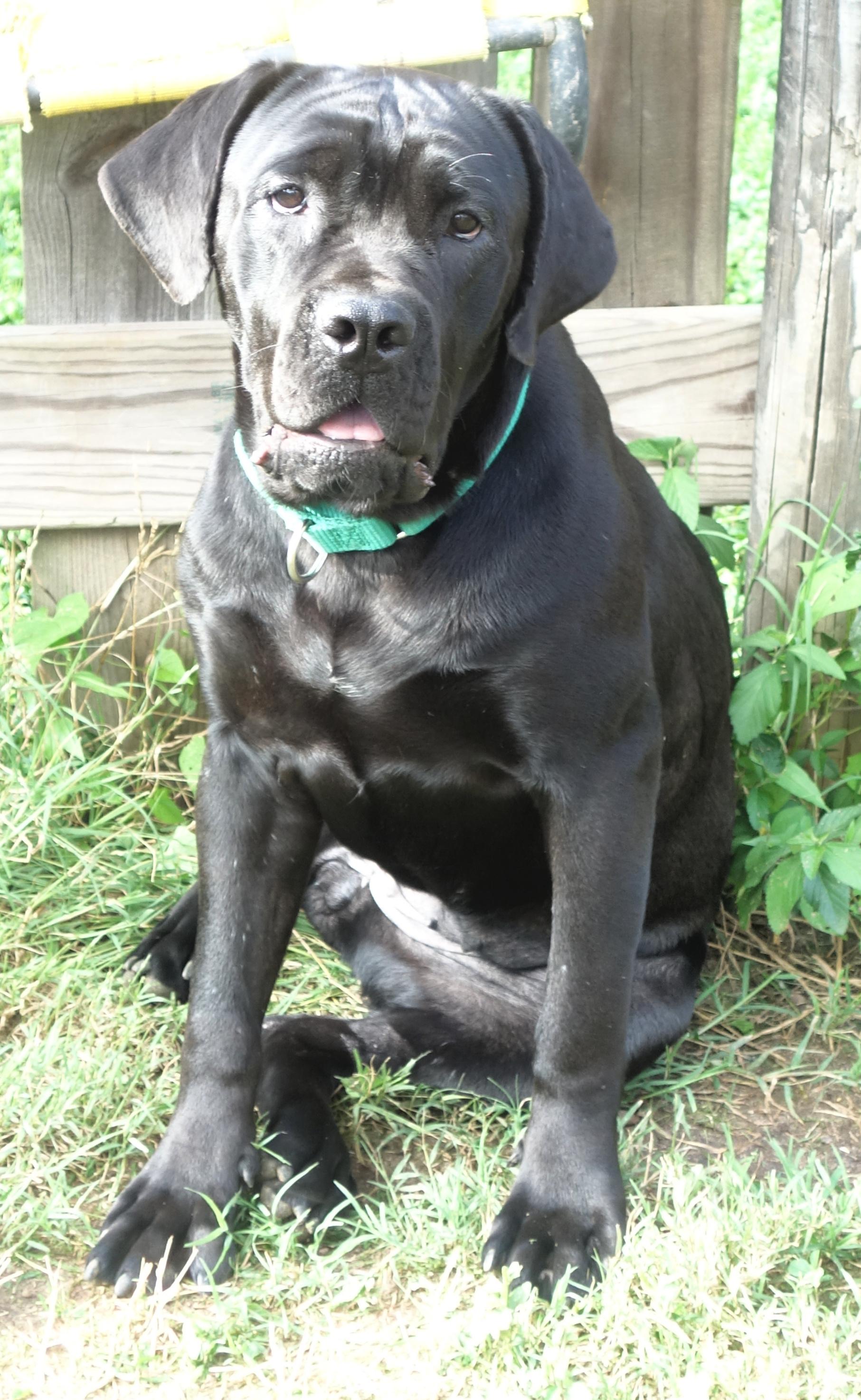 Enlarge Lemon, a Adopted Cane Corso in Norwood, GA image 4/6