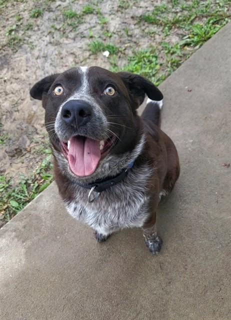 Enlarge TWIX, a Adoptable mixed breed in Saint Peters, MO image 1/1