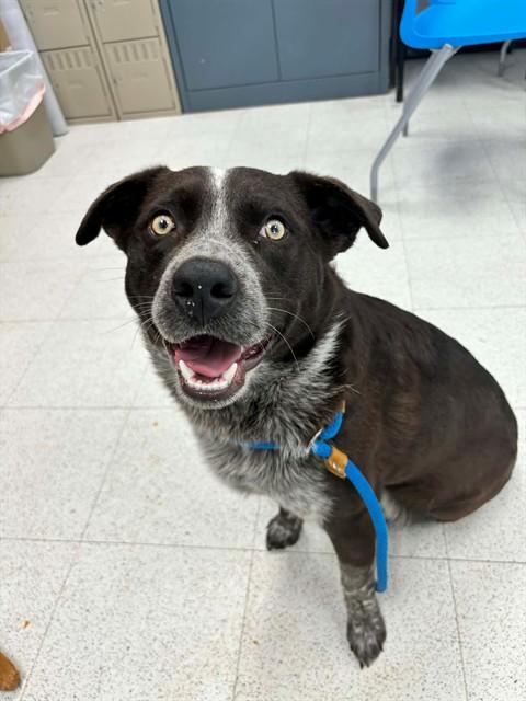 TWIX, Adoptable, Young Male Australian Cattle Dog / Blue Heeler & Mixed Breed.