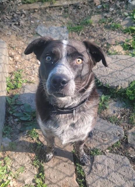 TWIX, Adoptable, Young Male Australian Cattle Dog / Blue Heeler & Mixed Breed.