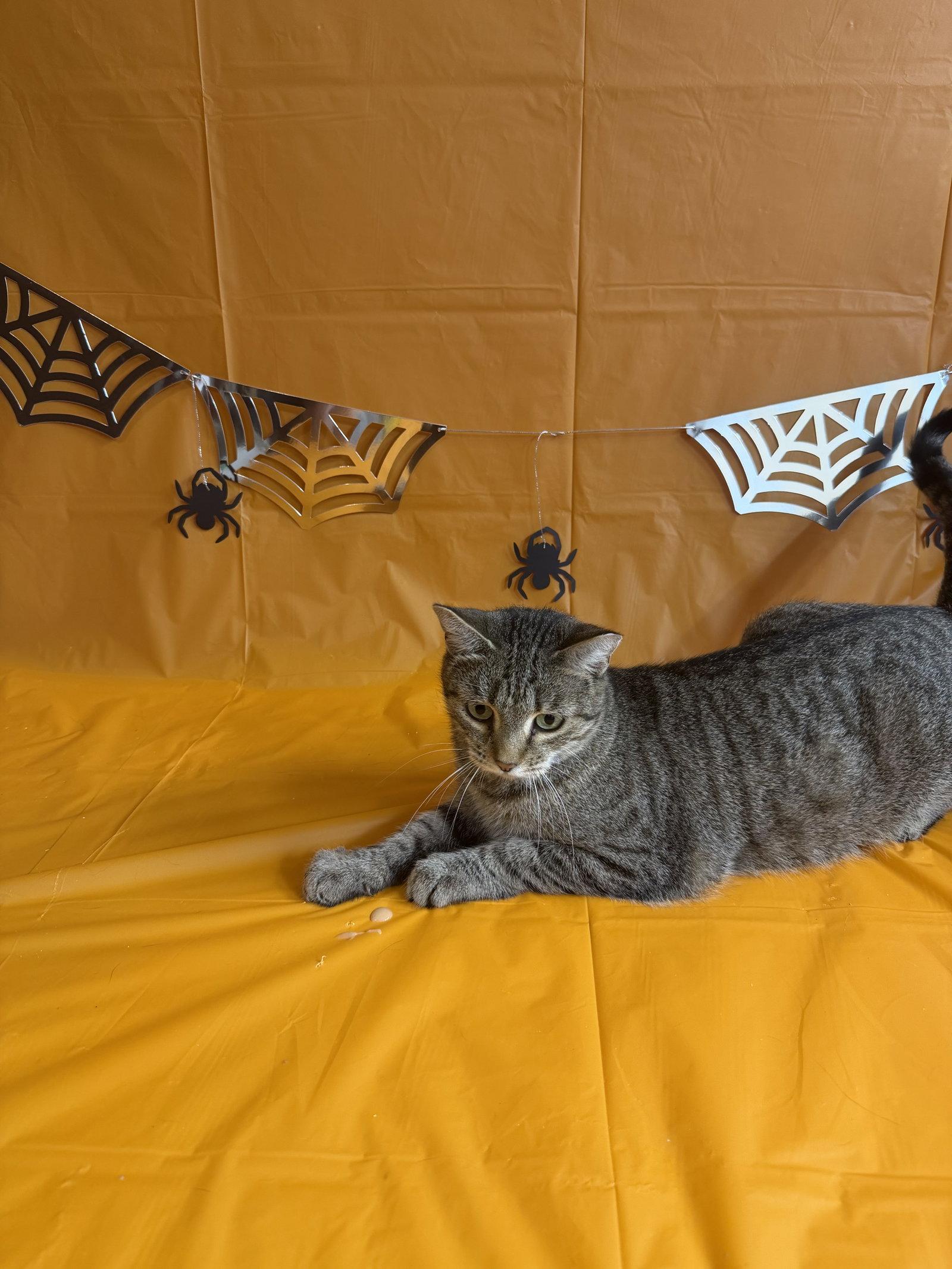 Enlarge Lace, a Adoptable Domestic Short Hair in Maple Heights, OH image 1/2