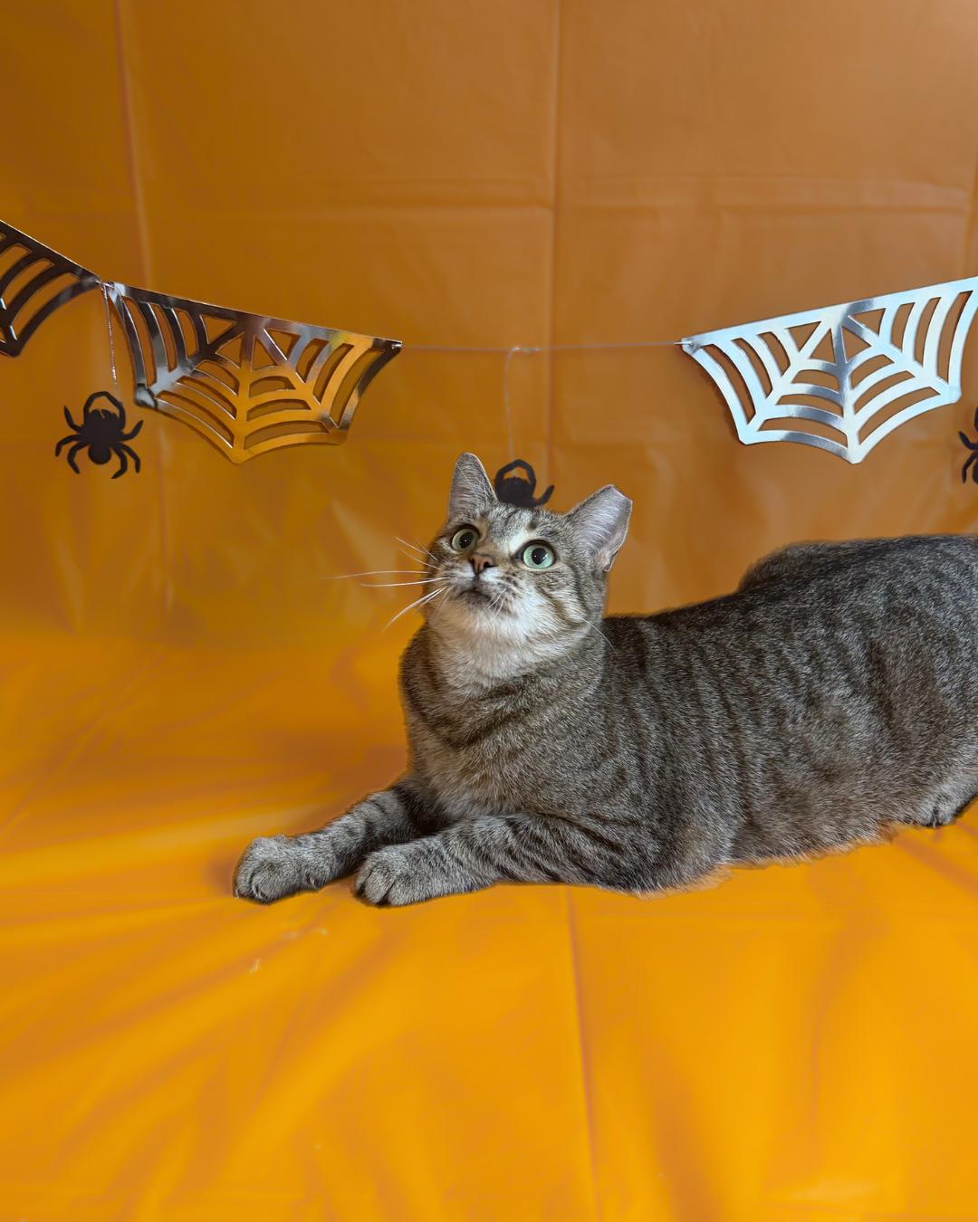 Enlarge Lace, a Adoptable Domestic Short Hair in Maple Heights, OH image 2/2