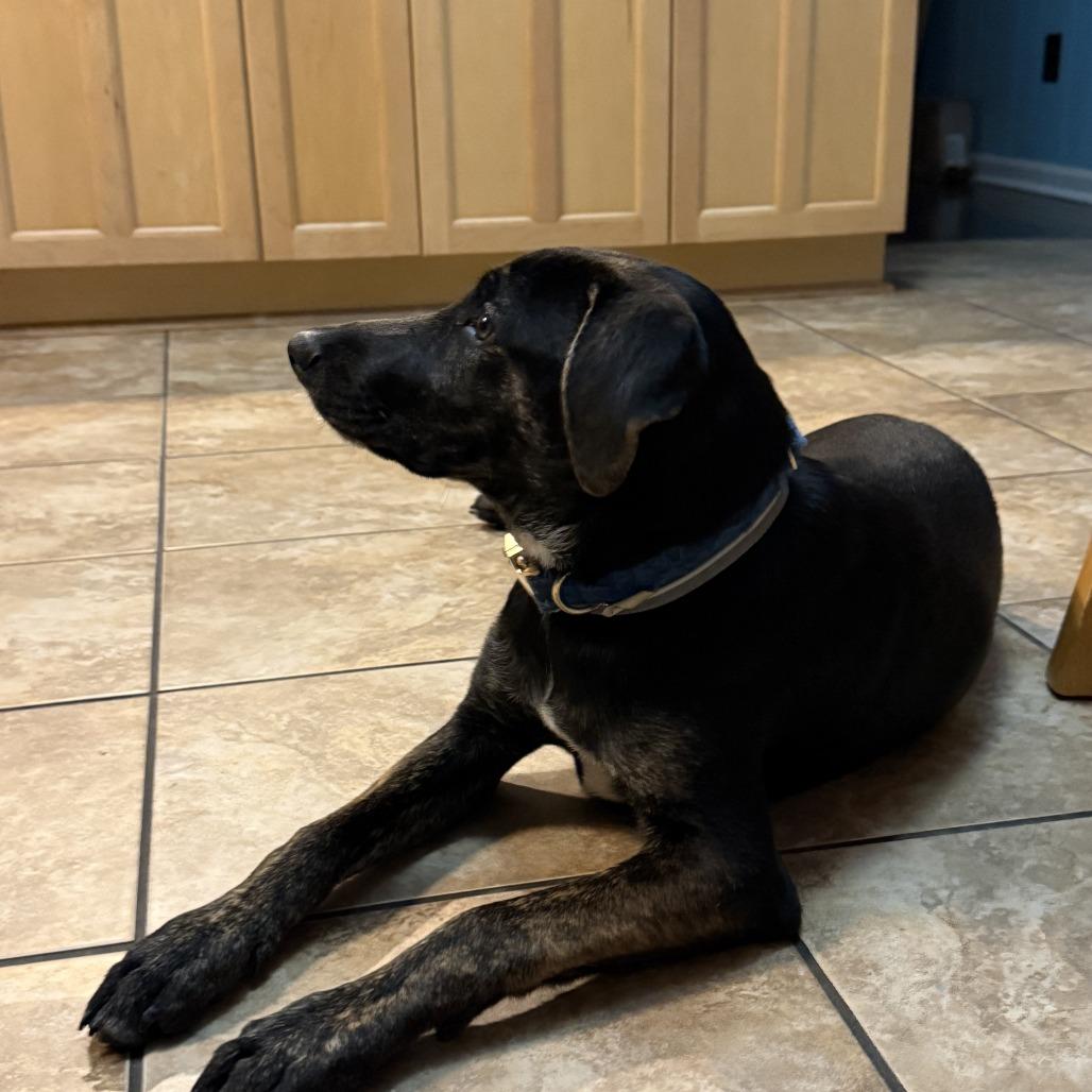 Zucchini — thumbnail 2