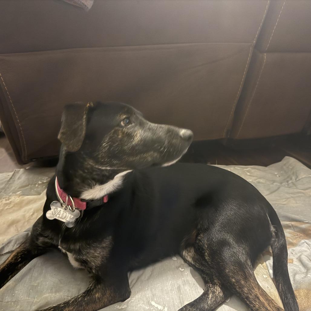 Zucchini — thumbnail 3