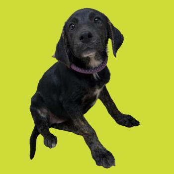 Zucchini — thumbnail 4