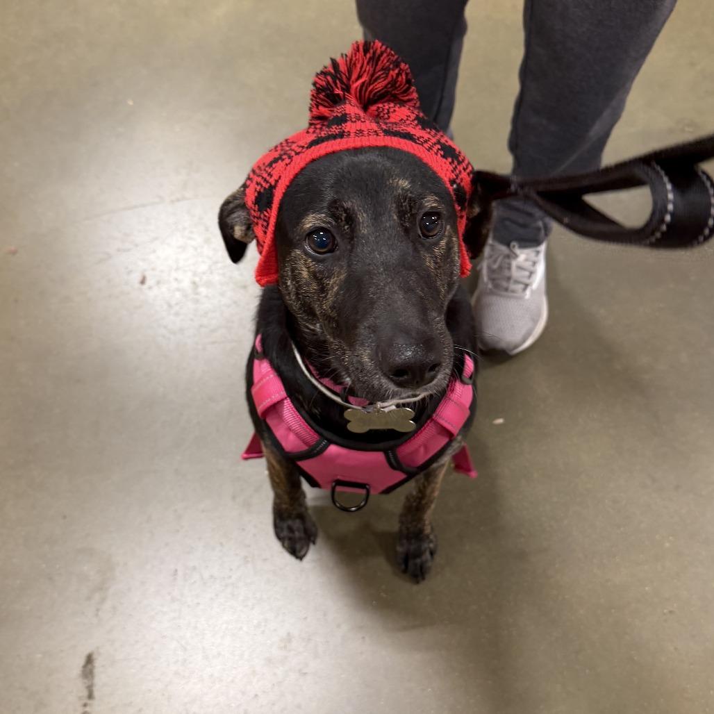 Zucchini — thumbnail 5