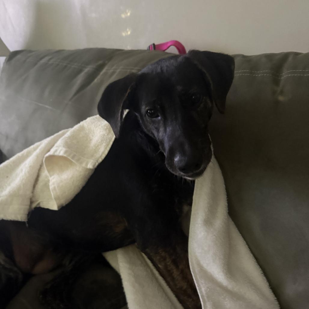 Zucchini — thumbnail 6