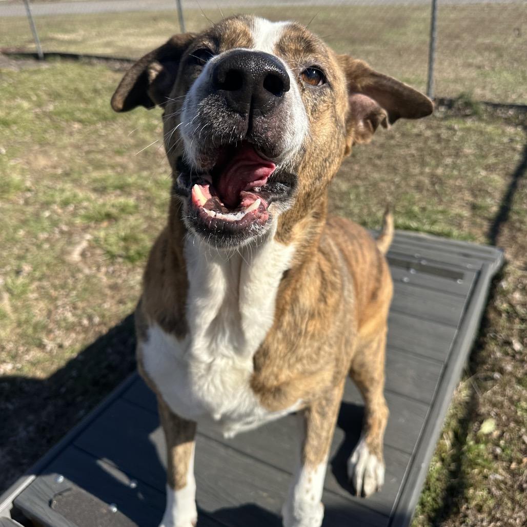 Enlarge Bear, a ADOPTABLE Mixed Breed in Cape Girardeau, MO image 2/4