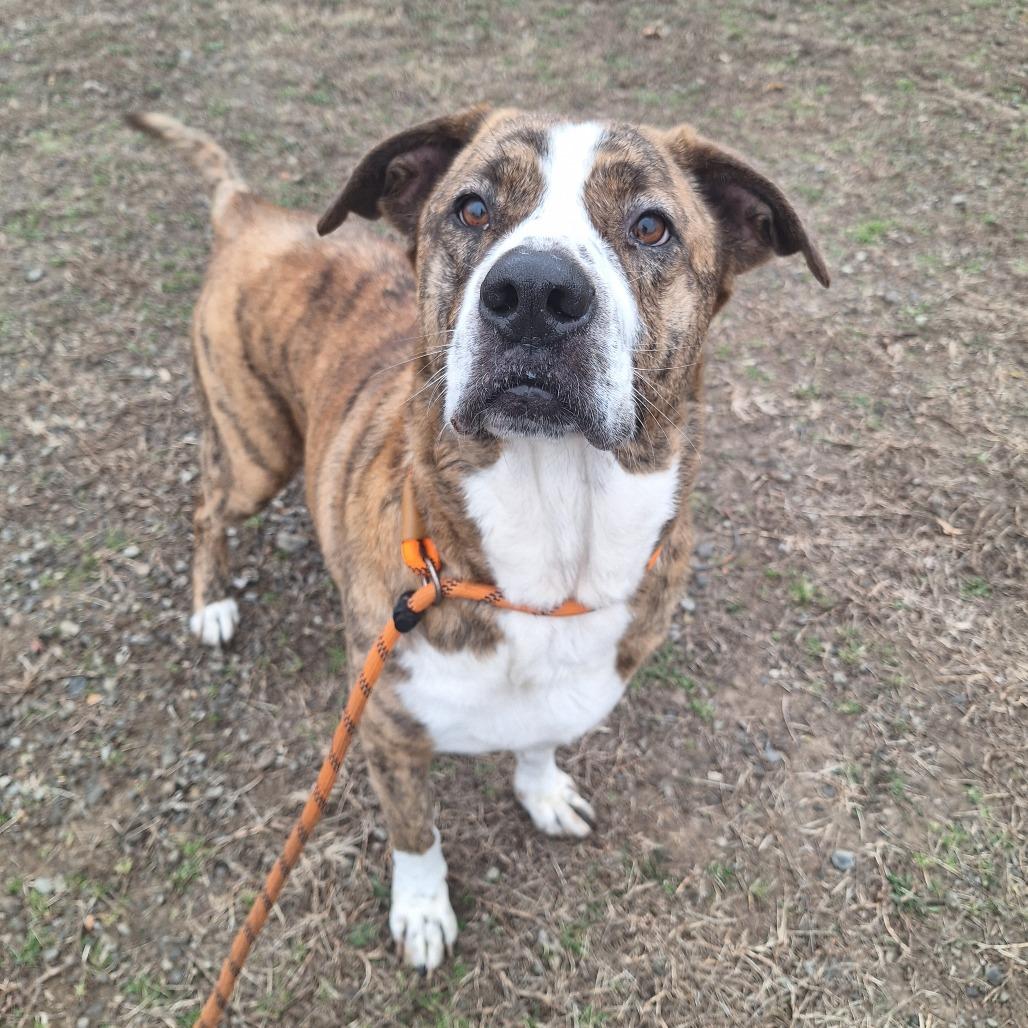 Enlarge Bear, a ADOPTABLE Mixed Breed in Cape Girardeau, MO image 3/4