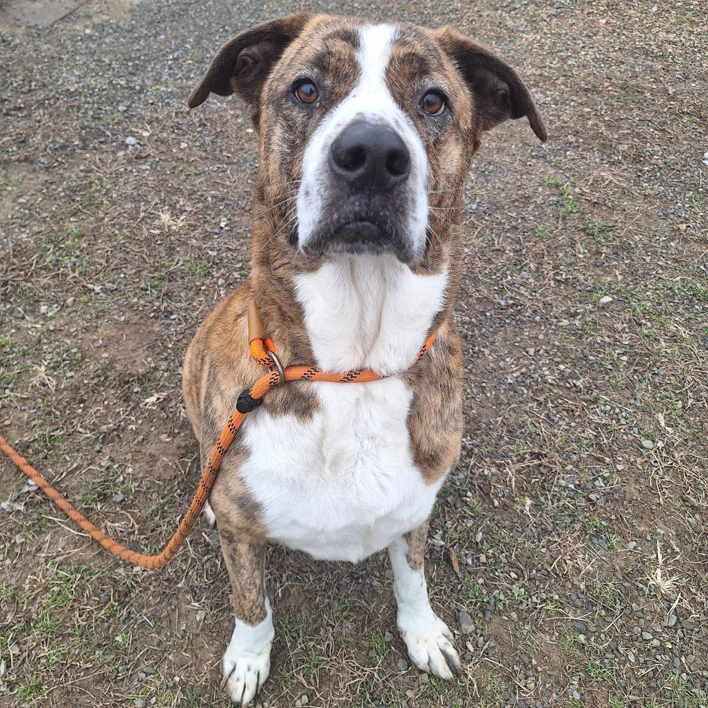 Enlarge Bear, a ADOPTABLE Mixed Breed in Cape Girardeau, MO image 1/4