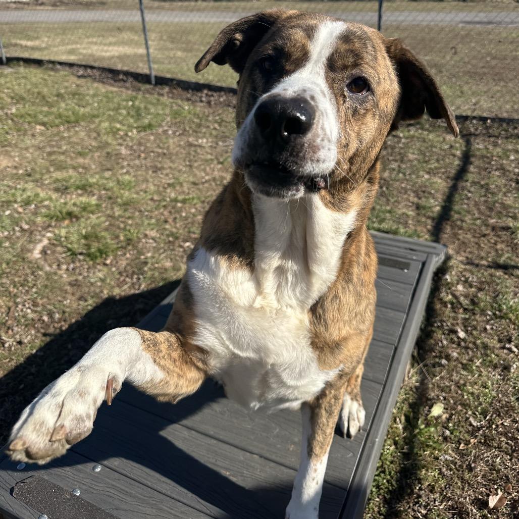 Enlarge Bear, a ADOPTABLE Mixed Breed in Cape Girardeau, MO image 4/4