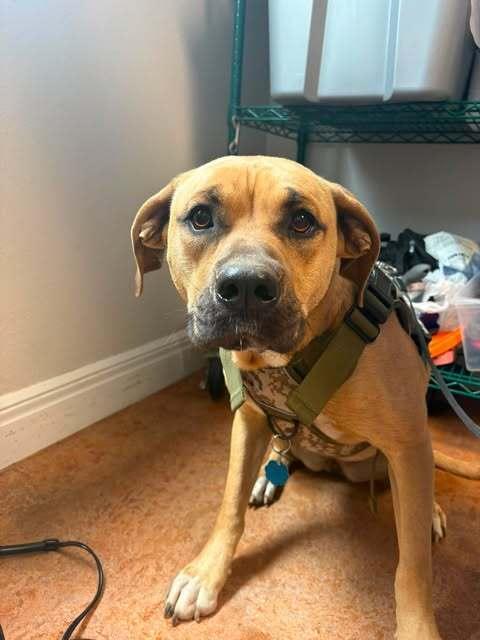 Mia, Adoptable, Adult Female Pit Bull Terrier & Mastiff.