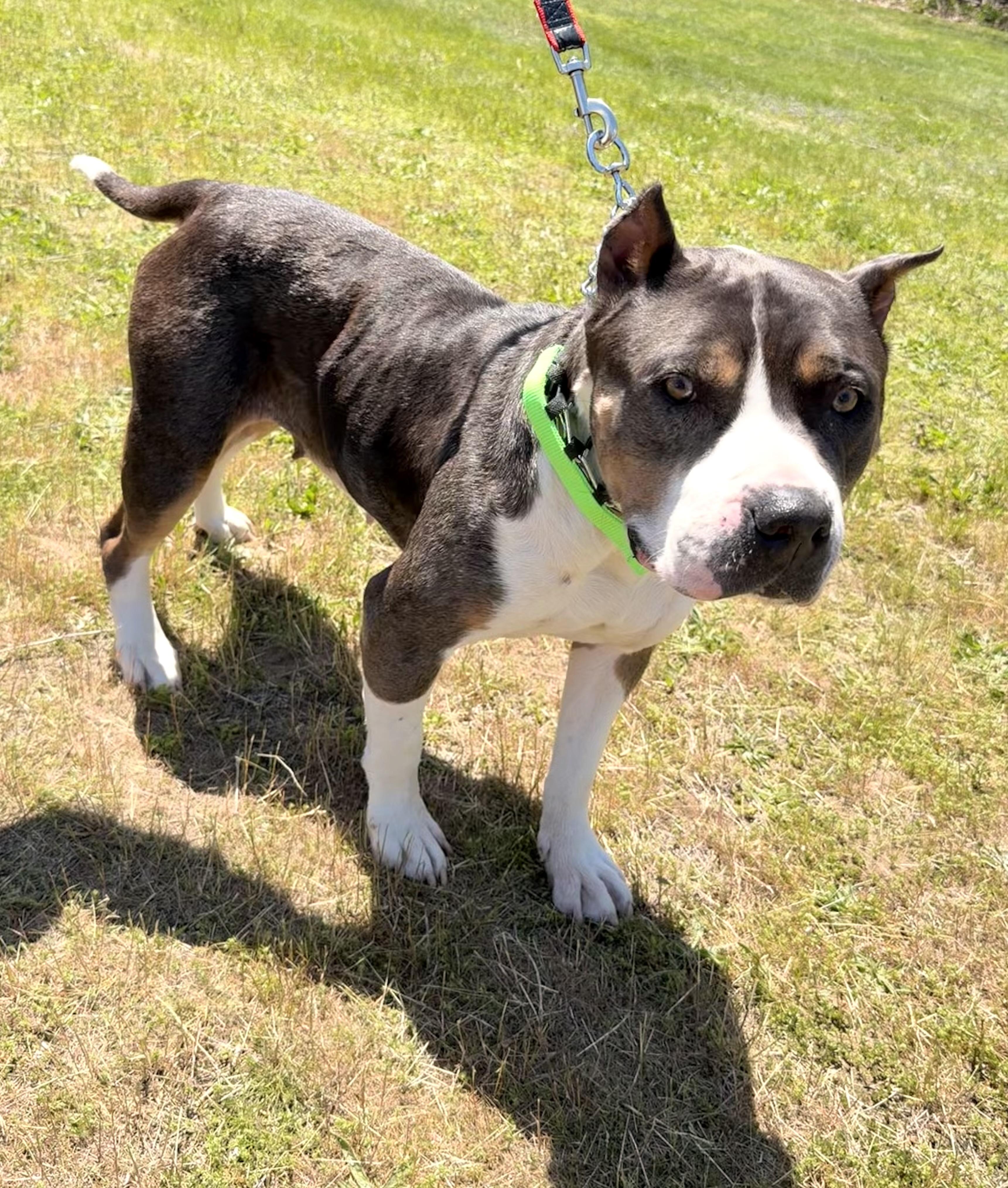 Enlarge Tinker Belle , a ADOPTABLE American Bully in Milford, CT image 1/6