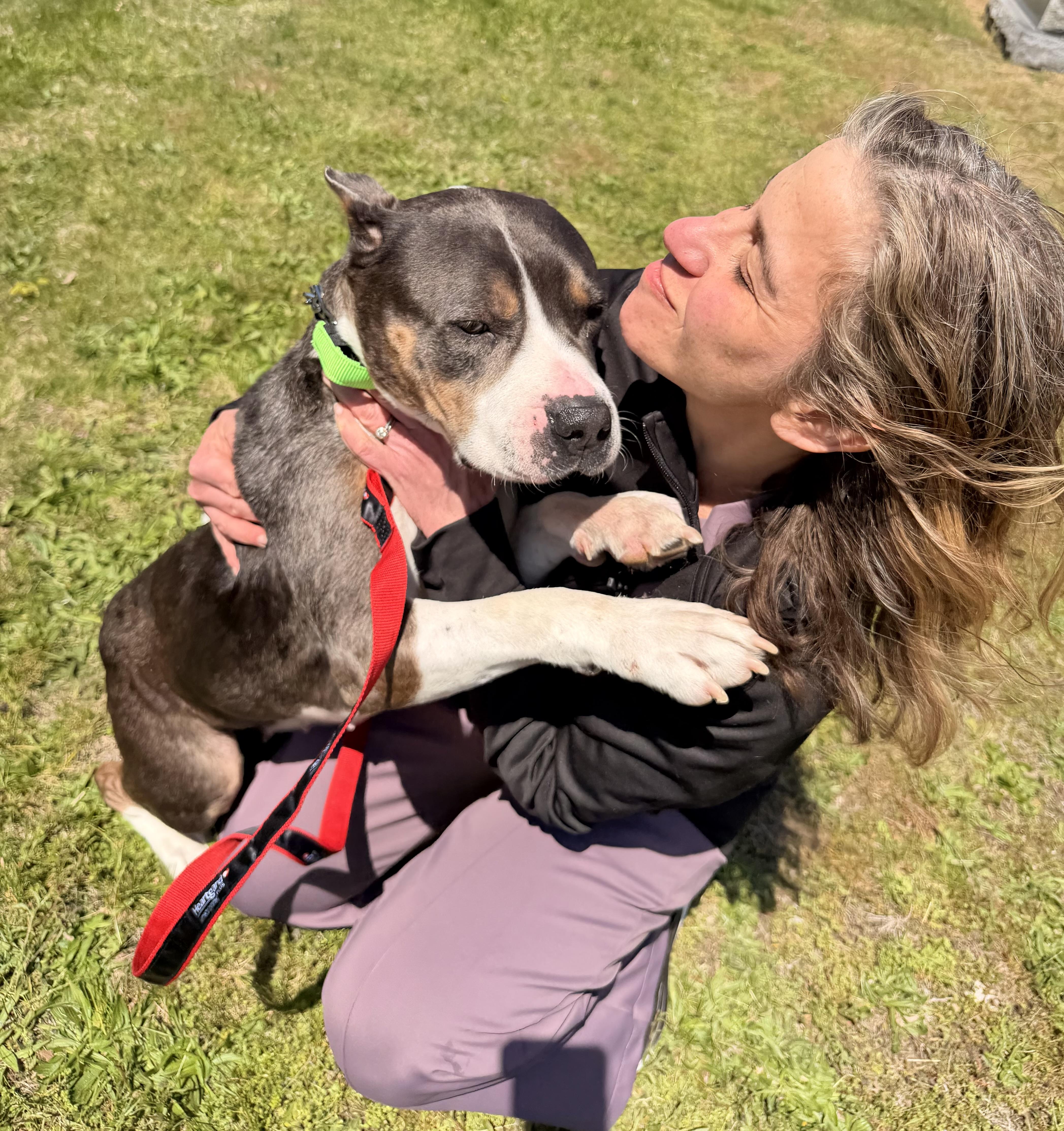 Enlarge Tinker Belle , a ADOPTABLE American Bully in Milford, CT image 6/6