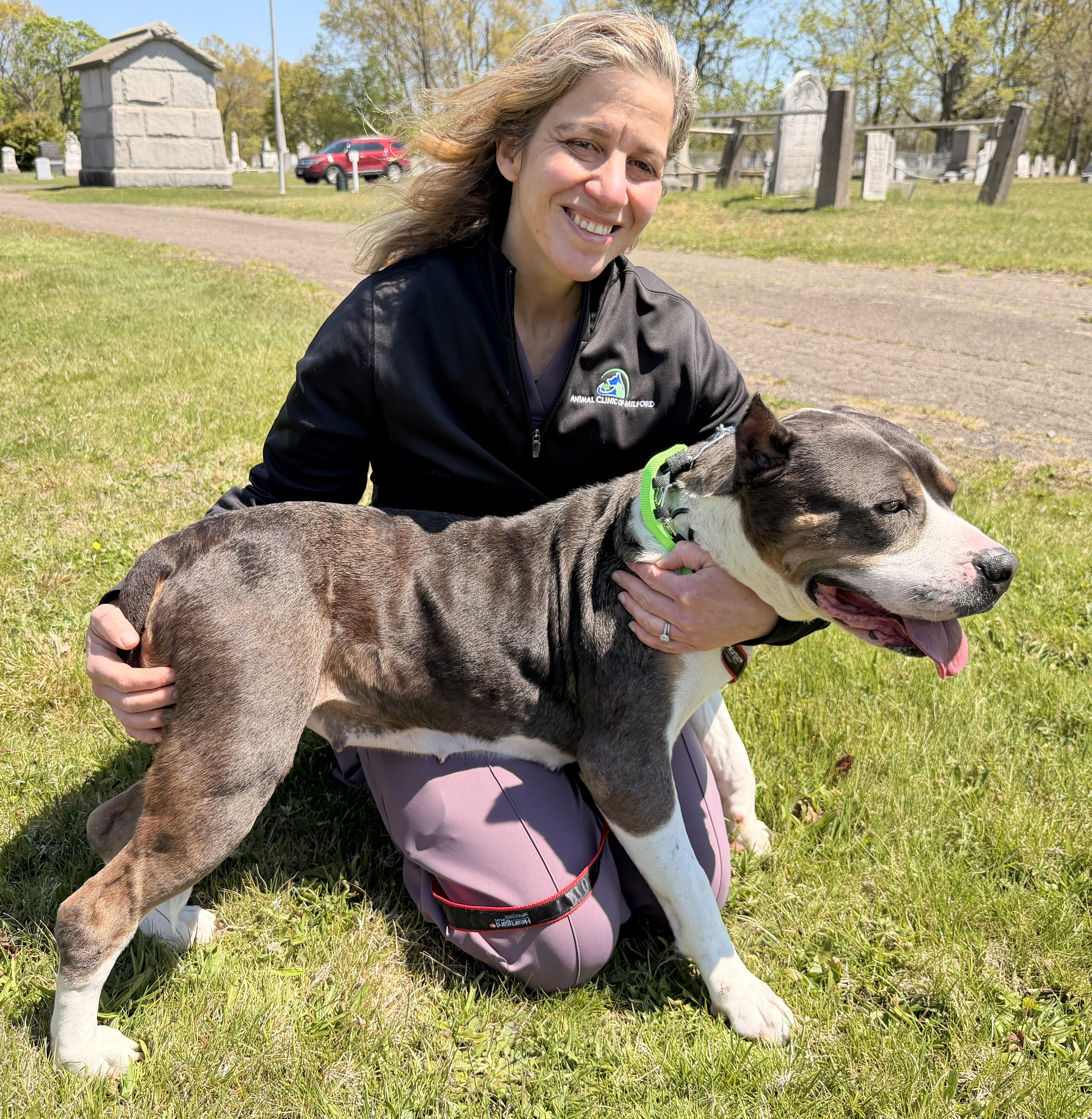 Enlarge Tinker Belle , a ADOPTABLE American Bully in Milford, CT image 3/6