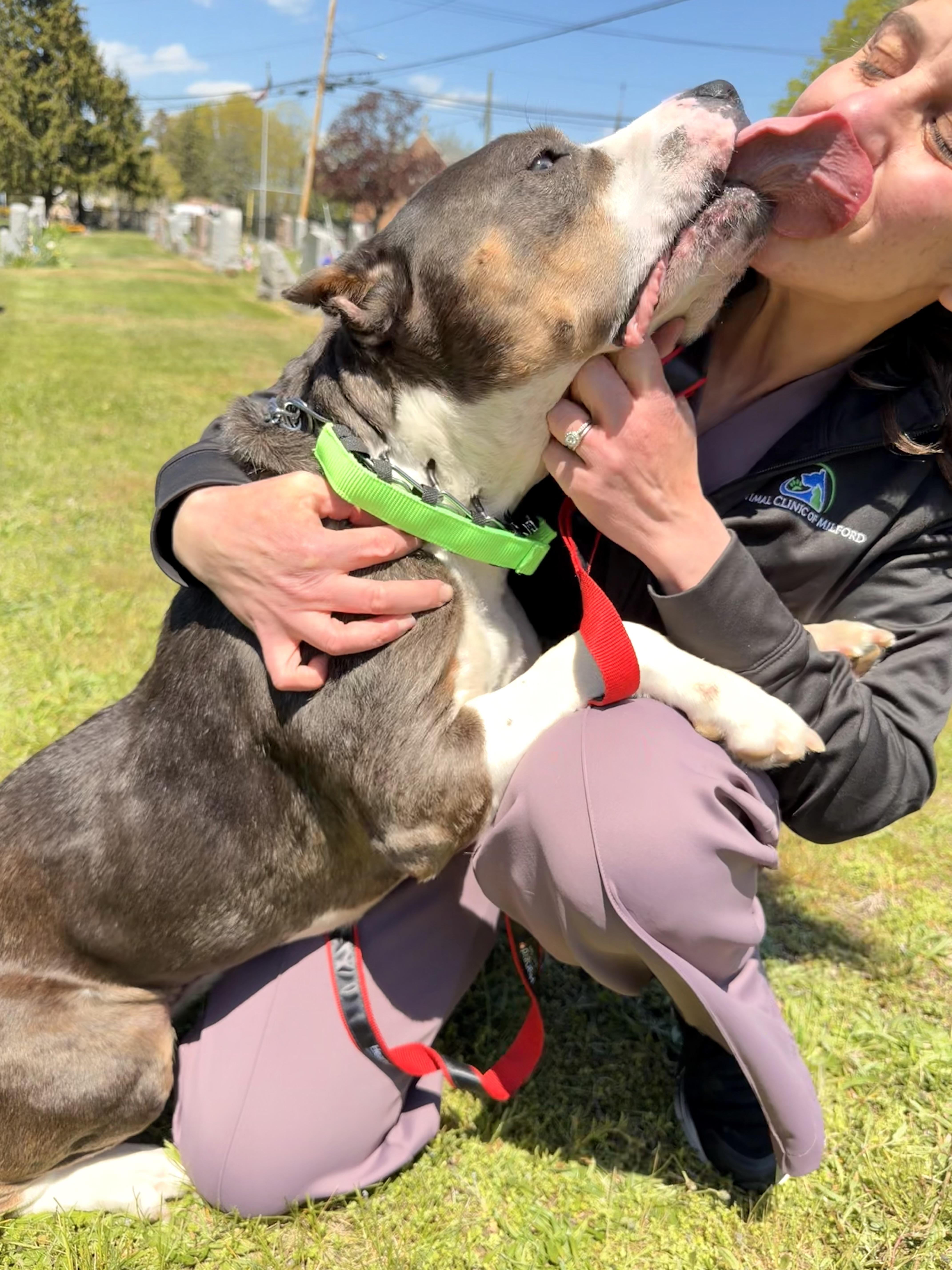 Enlarge Tinker Belle , a ADOPTABLE American Bully in Milford, CT image 5/6