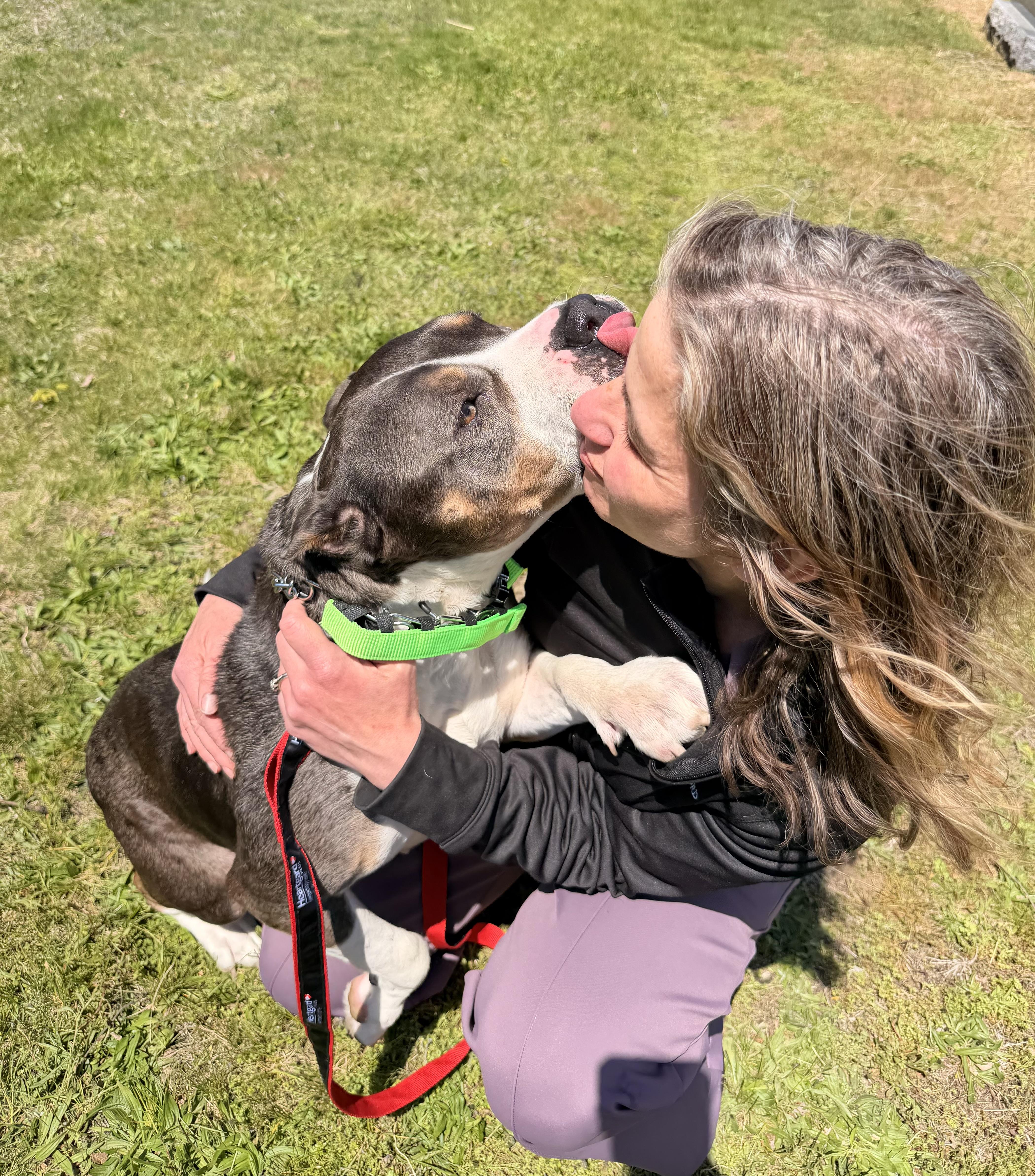 Enlarge Tinker Belle , a ADOPTABLE American Bully in Milford, CT image 4/6