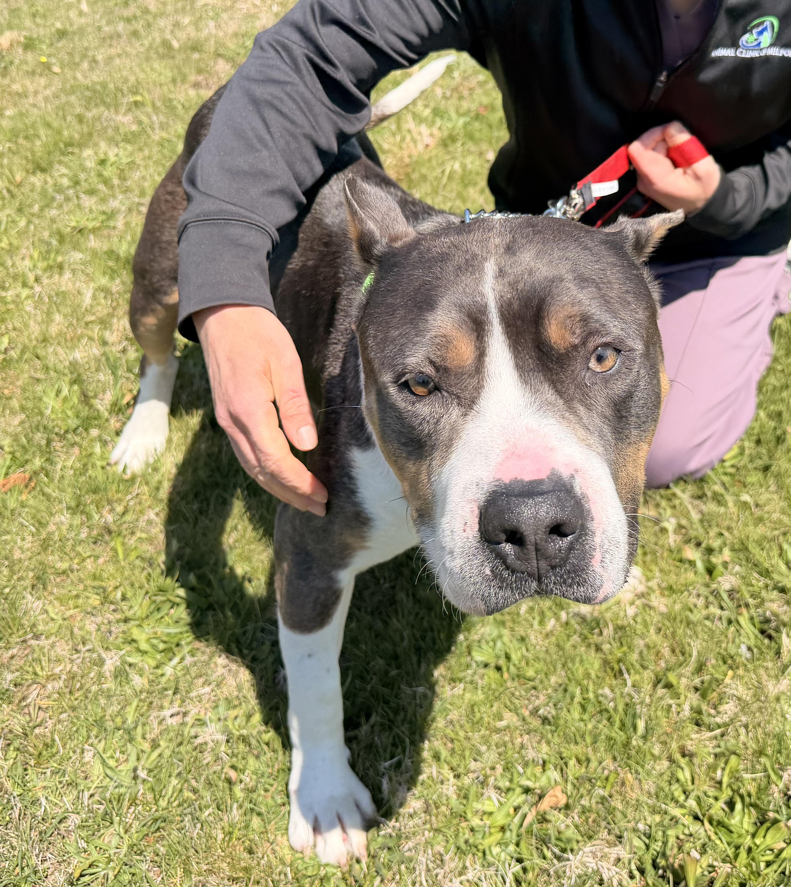 Enlarge Tinker Belle , a ADOPTABLE American Bully in Milford, CT image 2/6