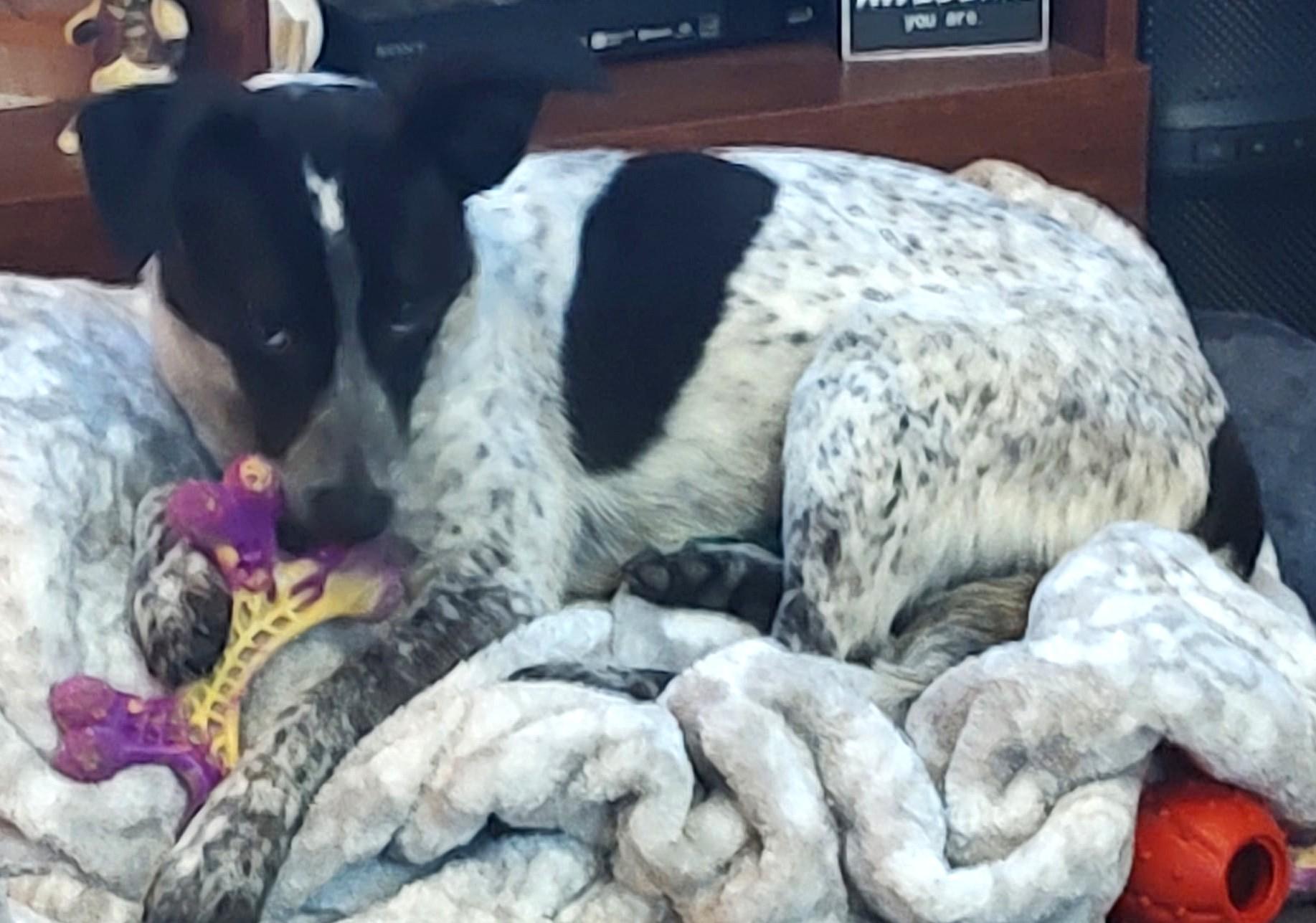 GUINEA, a Adoptable mixed breed in Westmont, IL image 6/6