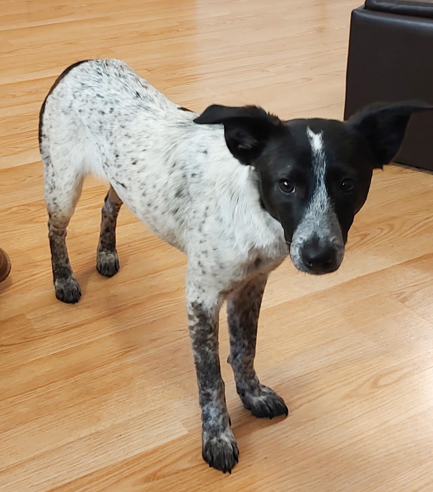 GUINEA, a Adoptable mixed breed in Westmont, IL image 2/6