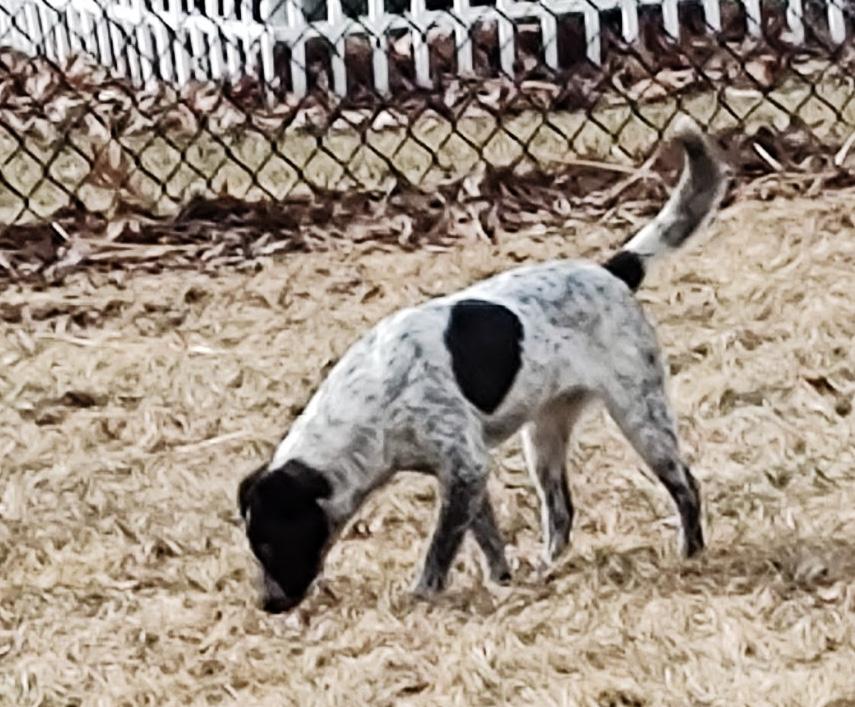 GUINEA, a Adoptable mixed breed in Westmont, IL image 5/6
