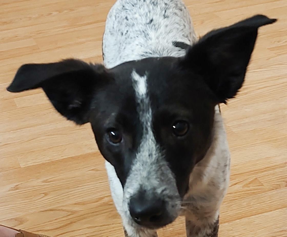 GUINEA, Adoptable, Young Female Smooth Fox Terrier & Australian Cattle Dog / Blue Heeler.