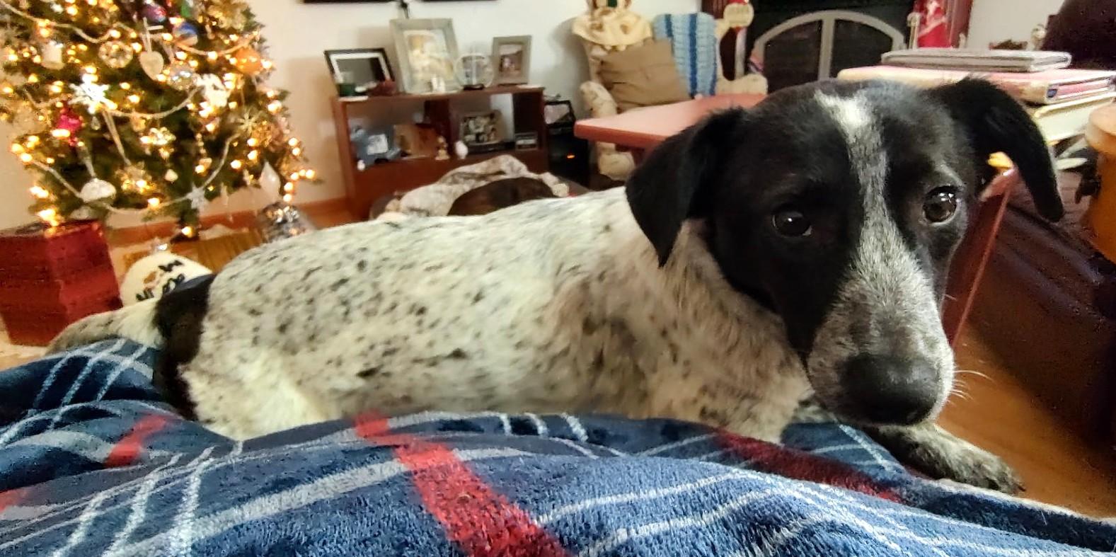 GUINEA, a Adoptable mixed breed in Westmont, IL image 4/6