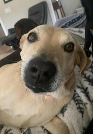 Lady, Adopted, Adult Female Yellow Labrador Retriever.