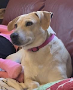 Enlarge Lady, a Adopted mixed breed in Emporia, KS image 2/2