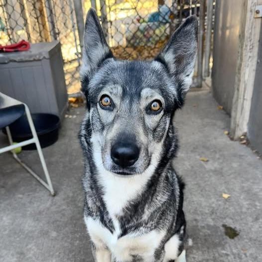 Foxina, a Adoptable Siberian Husky in Carol Stream, IL image 1/6