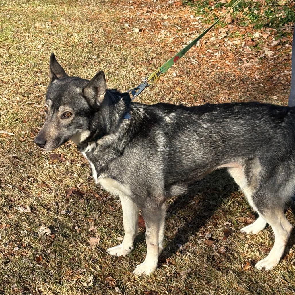 Foxina, a Adoptable Siberian Husky in Carol Stream, IL image 2/6