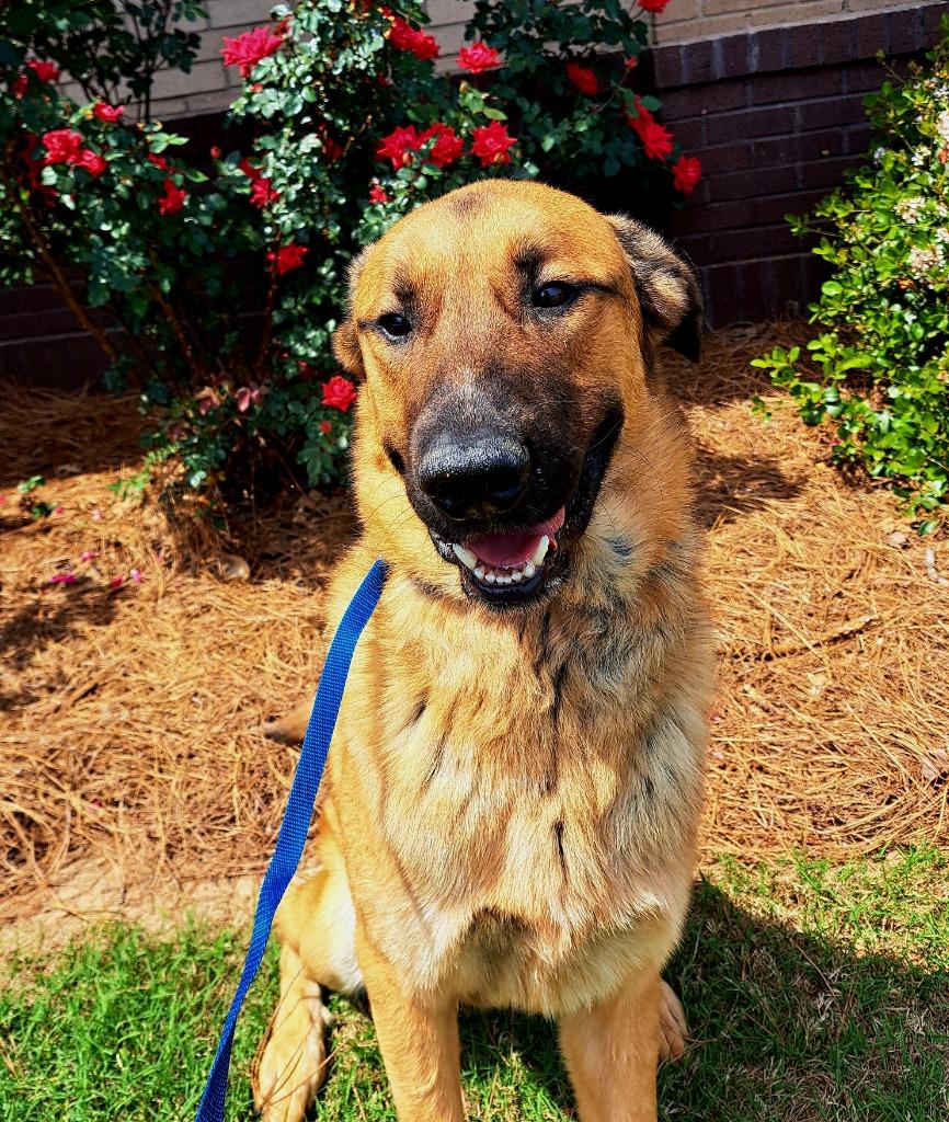 Hank, Adoptable, Young Male Mixed Breed.