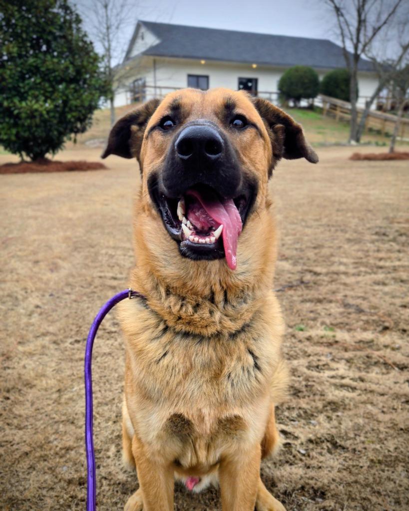 Enlarge Hank, a Adoptable mixed breed in Douglasville, GA image 2/4