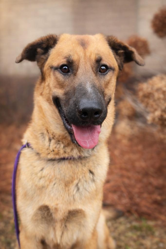 Enlarge Hank, a Adoptable mixed breed in Douglasville, GA image 3/4
