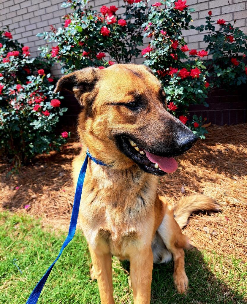 Enlarge Hank, a Adoptable mixed breed in Douglasville, GA image 4/4
