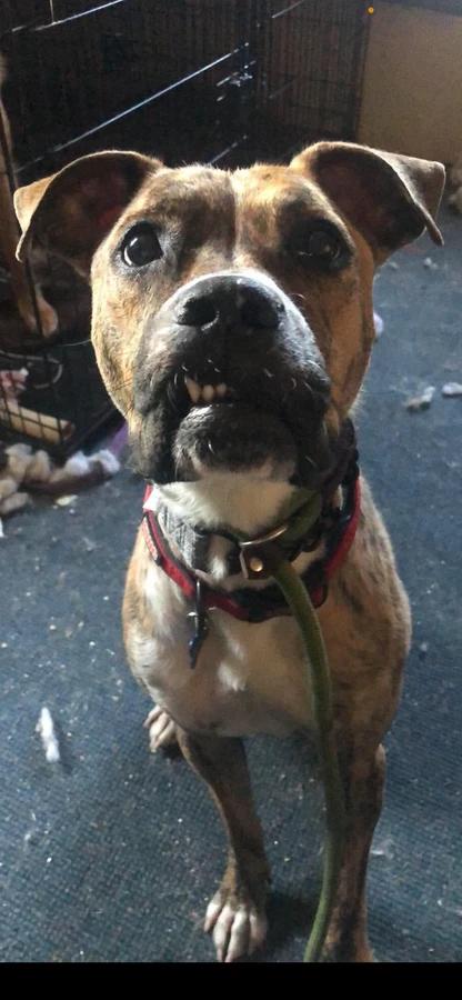 Tango, Adoptable, Adult Male Boxer.