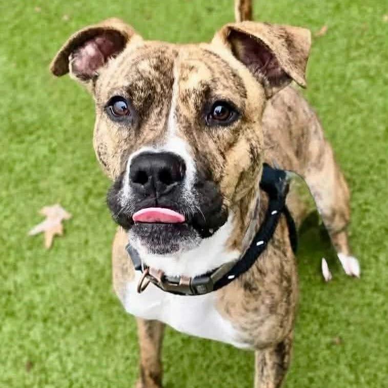 Enlarge Tango, a Adoptable Boxer in O Fallon, IL image 1/3