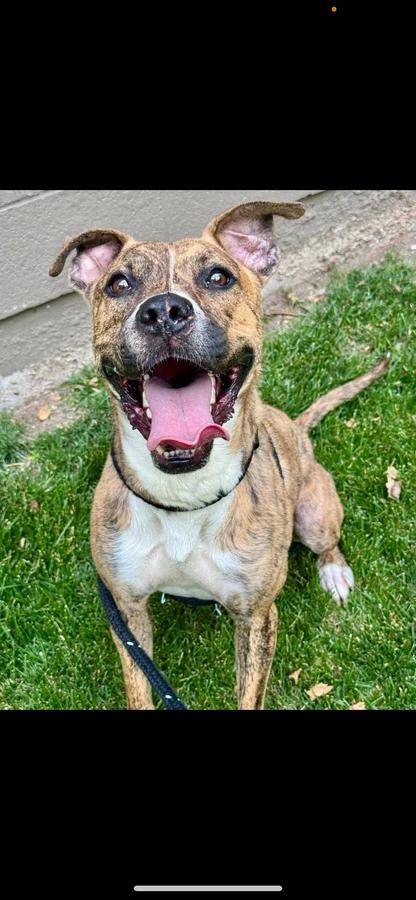 Enlarge Tango, a Adoptable Boxer in O Fallon, IL image 2/3