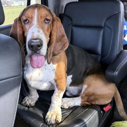 CHIEF - ADOPTION PENDING! — thumbnail 2